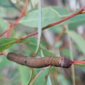 Geometridae (family) IMMATURE at QPRC LGA - suppressed