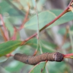 Geometridae (family) IMMATURE at QPRC LGA - suppressed