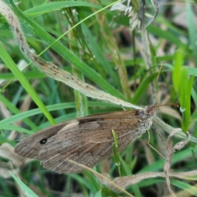 Heteronympha merope (Common Brown Butterfly) at QPRC LGA - 25 Mar 2024 by clarehoneydove