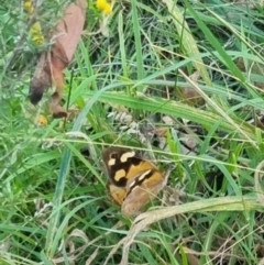 Heteronympha merope at QPRC LGA - suppressed