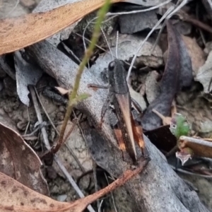 Phaulacridium vittatum at QPRC LGA - suppressed