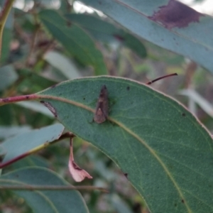 Brunotartessus fulvus at QPRC LGA - suppressed