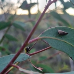 Brunotartessus fulvus at QPRC LGA - suppressed