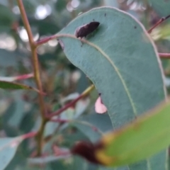 Brunotartessus fulvus at QPRC LGA - 25 Mar 2024