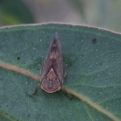 Brunotartessus fulvus at QPRC LGA - 25 Mar 2024