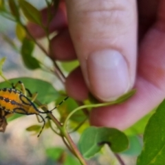 Amorbus sp. (genus) (Eucalyptus Tip bug) at QPRC LGA - 24 Mar 2024 by clarehoneydove