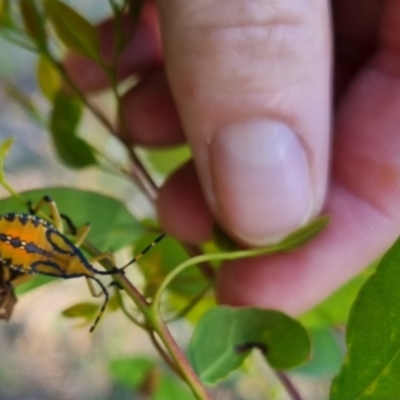 Amorbus sp. (genus) (Eucalyptus Tip bug) at QPRC LGA - 24 Mar 2024 by clarehoneydove