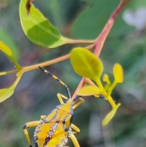 Amorbus sp. (genus) at QPRC LGA - suppressed