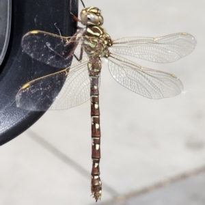 Austroaeschna unicornis at Pialligo, ACT - 22 Mar 2024