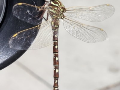 Austroaeschna unicornis (Unicorn Darner) at Pialligo, ACT - 22 Mar 2024 by millsse