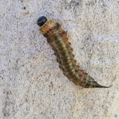 Pterygophorinae (subfamily) (Sawfly) at Banksia Street Wetland Corridor - 26 Mar 2024 by trevorpreston