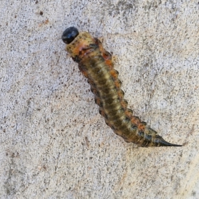 Pterygophorinae (subfamily) (Sawfly) at O'Connor, ACT - 26 Mar 2024 by trevorpreston