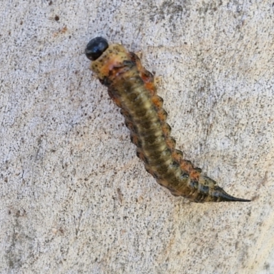 Pterygophorinae (subfamily) (Sawfly) at Banksia Street Wetland Corridor - 26 Mar 2024 by trevorpreston