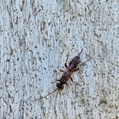 Eupelmidae (family) (Eupelmid wasp) at O'Connor, ACT - 26 Mar 2024 by trevorpreston