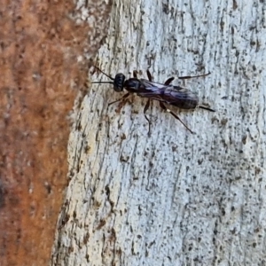 Eupelmidae (family) at Banksia Street Wetland Corridor - 26 Mar 2024 01:00 PM