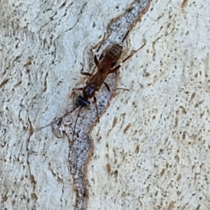 Eupelmidae (family) at Banksia Street Wetland Corridor - 26 Mar 2024 01:00 PM