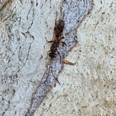 Eupelmidae (family) at Banksia Street Wetland Corridor - 26 Mar 2024