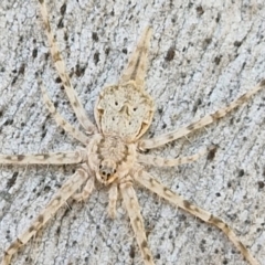 Tamopsis sp. (genus) (Two-tailed spider) at Banksia Street Wetland Corridor - 26 Mar 2024 by trevorpreston