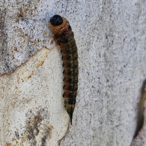 Pterygophorinae (subfamily) at Banksia Street Wetland Corridor - 26 Mar 2024