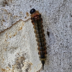 Pterygophorinae (subfamily) at Banksia Street Wetland Corridor - 26 Mar 2024 12:58 PM