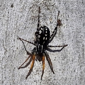 Nyssus coloripes at Banksia Street Wetland Corridor - 26 Mar 2024