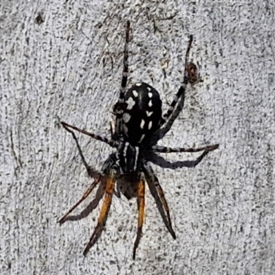 Nyssus coloripes (Spotted Ground Swift Spider) at Banksia Street Wetland Corridor - 26 Mar 2024 by trevorpreston