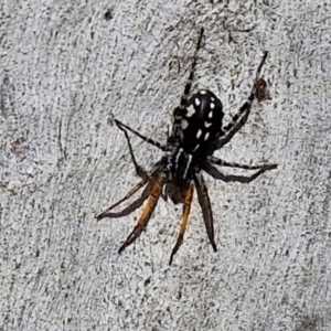 Nyssus coloripes at Banksia Street Wetland Corridor - 26 Mar 2024