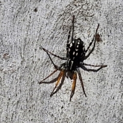 Nyssus coloripes at Banksia Street Wetland Corridor - 26 Mar 2024