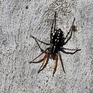 Nyssus coloripes at Banksia Street Wetland Corridor - 26 Mar 2024 12:57 PM