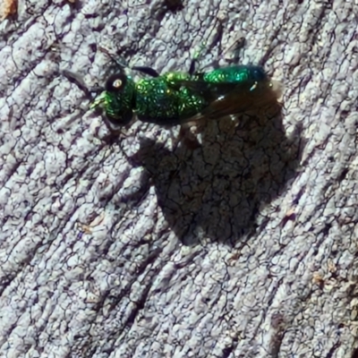 Chrysididae (family) (Cuckoo wasp or Emerald wasp) at Banksia Street Wetland Corridor - 26 Mar 2024 by trevorpreston