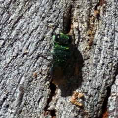 Chrysididae (family) at Banksia Street Wetland Corridor - 26 Mar 2024 12:55 PM