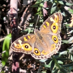 Junonia villida at Banksia Street Wetland Corridor - 26 Mar 2024 12:53 PM