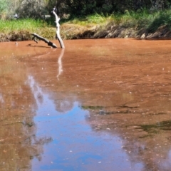 Unidentified Algae, Cyanobacteria, other bacteria and viruses at BSW001: Banksia St Wetland  - 26 Mar 2024 by trevorpreston