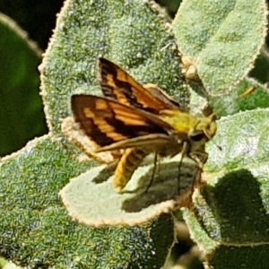 Ocybadistes walkeri at Banksia Street Wetland Corridor - 26 Mar 2024