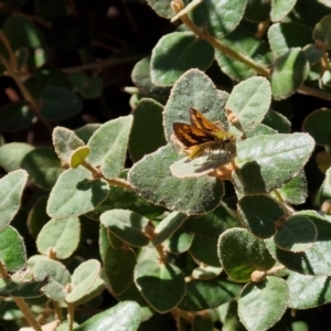 Ocybadistes walkeri at Banksia Street Wetland Corridor - 26 Mar 2024 12:49 PM