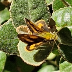 Ocybadistes walkeri at Banksia Street Wetland Corridor - 26 Mar 2024