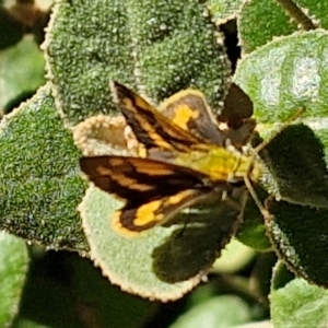 Ocybadistes walkeri at Banksia Street Wetland Corridor - 26 Mar 2024 12:49 PM