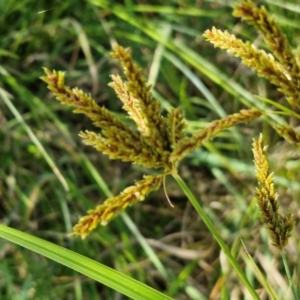 Cyperus exaltatus at Banksia Street Wetland Corridor - 26 Mar 2024