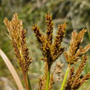 Cyperus exaltatus at Banksia Street Wetland Corridor - 26 Mar 2024 12:46 PM