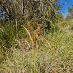 Cyperus exaltatus at Banksia Street Wetland Corridor - 26 Mar 2024