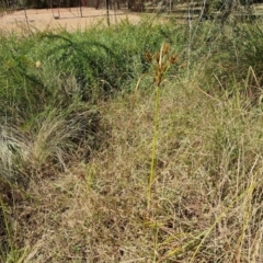 Cyperus exaltatus at Banksia Street Wetland Corridor - 26 Mar 2024