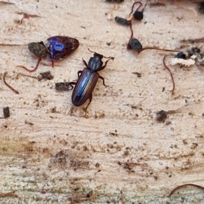 Ascetoderes sp. (genus) (Teredid beetle) at Banksia Street Wetland Corridor - 26 Mar 2024 by trevorpreston