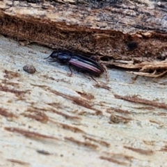 Ascetoderes sp. (genus) at Banksia Street Wetland Corridor - 26 Mar 2024