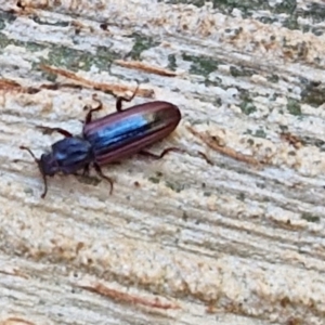 Ascetoderes sp. (genus) at Banksia Street Wetland Corridor - 26 Mar 2024