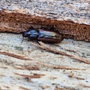 Ascetoderes sp. (genus) at Banksia Street Wetland Corridor - 26 Mar 2024