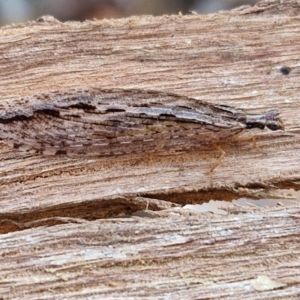 Stenosmylus stenopterus at Banksia Street Wetland Corridor - 26 Mar 2024