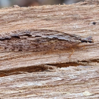 Stenosmylus stenopterus (An Osmylid Lacewing) at O'Connor, ACT - 26 Mar 2024 by trevorpreston