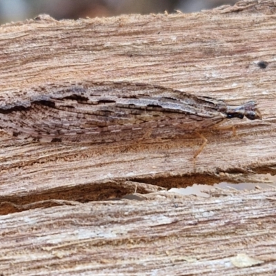 Stenosmylus stenopterus (An Osmylid Lacewing) at Banksia Street Wetland Corridor - 26 Mar 2024 by trevorpreston