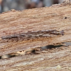 Stenosmylus stenopterus at Banksia Street Wetland Corridor - 26 Mar 2024