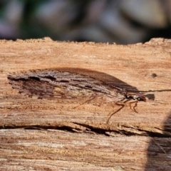 Stenosmylus stenopterus at Banksia Street Wetland Corridor - 26 Mar 2024